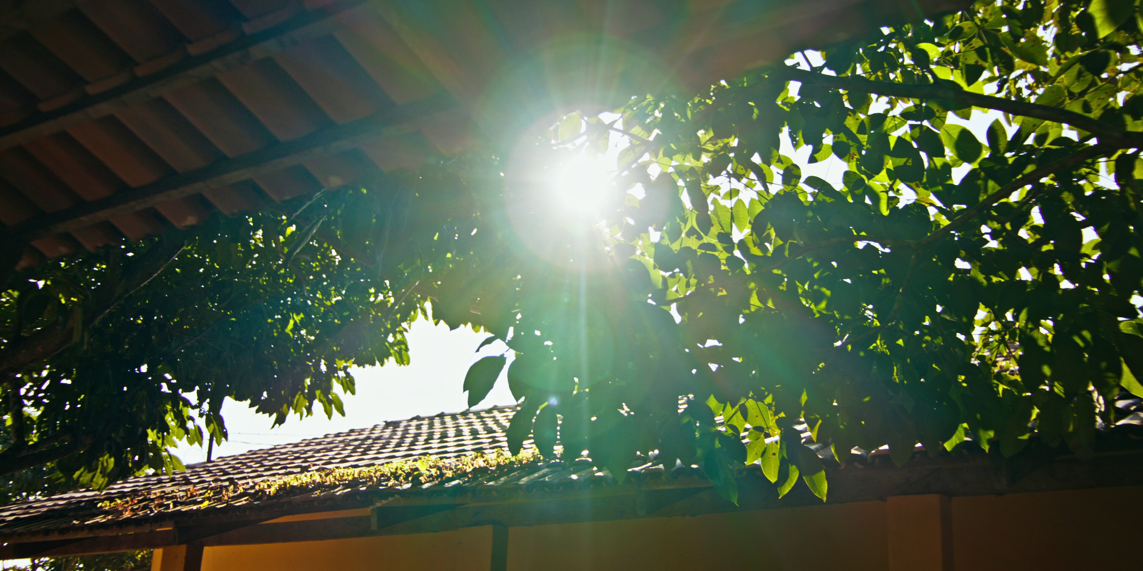 Luz do sol sobre a floresta